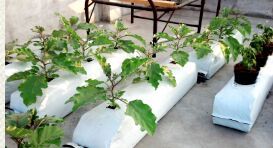 Coir Grow Bags