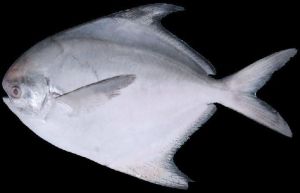 Silver Pomfret