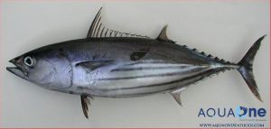 Skipjack Tuna Fish