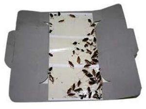 cockroach glue trap