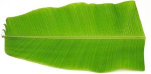 Fresh Banana Leaf