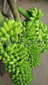 Natural Green Banana