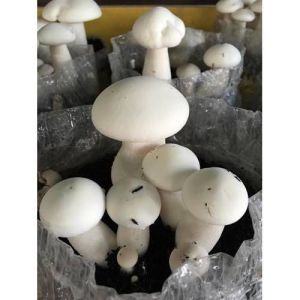 Natural Fresh Milky Mushroom