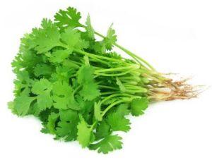 Coriander