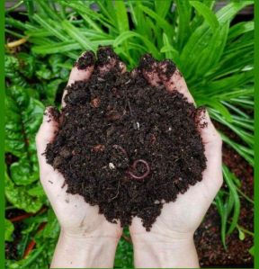 Organic Vermicompost