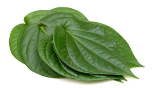 Betel Leaf