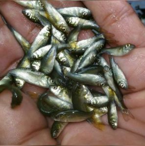 rohu fish seed