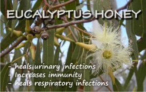 Eucalyptus Honey