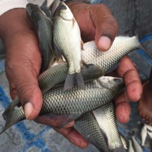 rohu fish seed