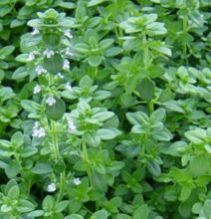 Thyme Essential Oil