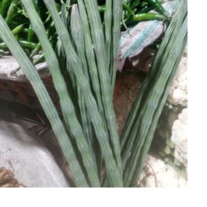 organic Green Drumstick