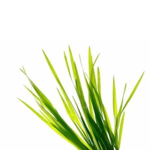 vetiver grass