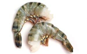 black tiger prawn