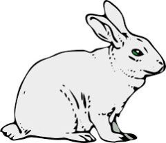 live rabbit