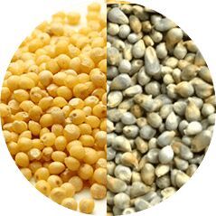 Yellow AND Green Millet