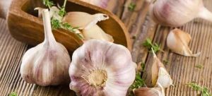 Garlic Essential Oil