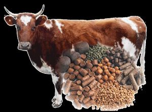 Cattle Feed