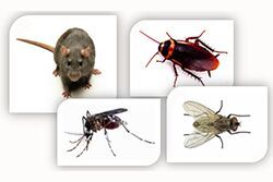 General Pest Management