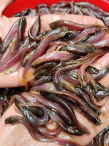 2 Inch Singhi Fish Seeds