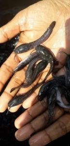 Hybrid Mangur Fish Seeds