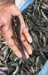 Pangasius Desi Magur Fish Seed
