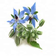 Borage Oil