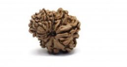 11 Mukhi Gauri Shankar Rudraksha