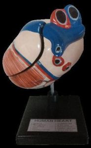 Dr.Onic Human Heart Model