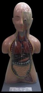 Dr.Onic Human Torso Model