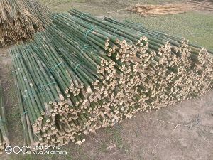 4 Feet Bijli Bamboo