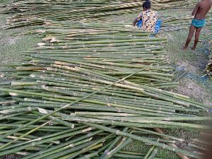 4 Feet Bijli Bamboo