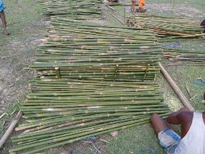 4 Feet Bijli Bamboo