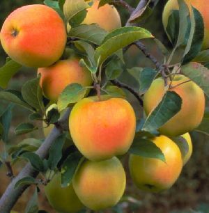 Golden Apple Plant