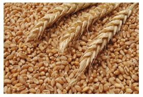 Rajwadi Lokwan Wheat