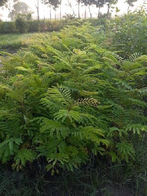 Peltophorum Plant