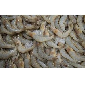 Frozen Prawns