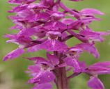 Orchis Mascula Root