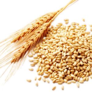 Wheat Seeds