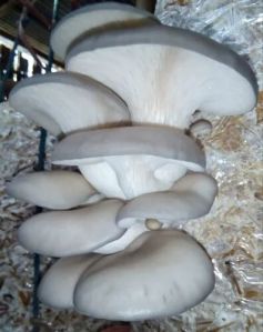 Elm Oyster Mushroom