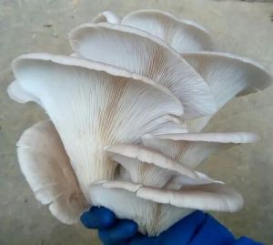 Pleurotus Ostreatus