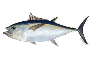 Bigeye Tuna