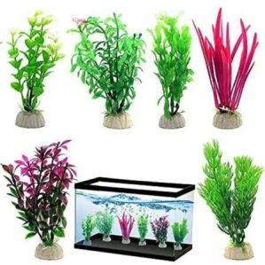 aquarium plant