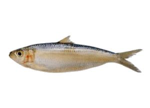 Indian Oil Sardine