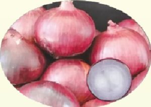 Pusa Ridhi Onion Seeds