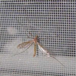 Stainless Steel Mosquito Net