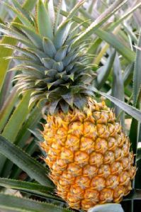 Fresh Pineapple