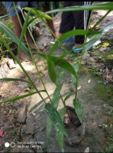 Green cardamom plant