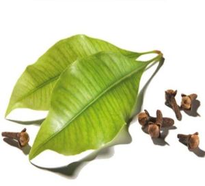 Clove Oil Leaf