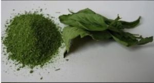Organic Stevia Green Extract Powder
