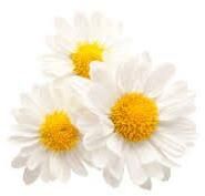 Chamomile Flower Oil